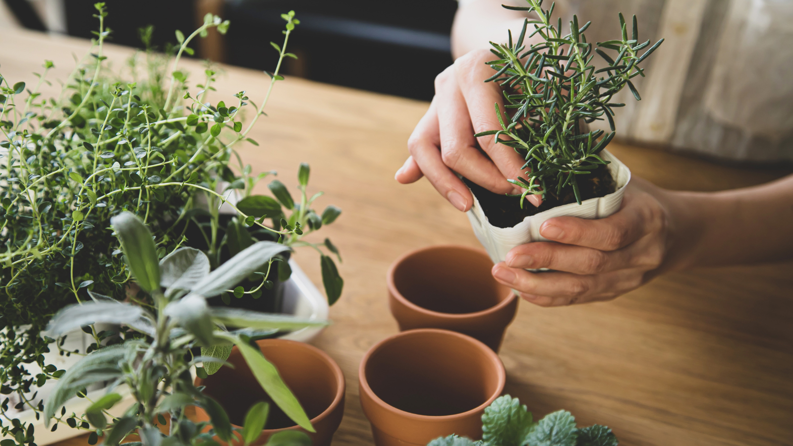 person gardening