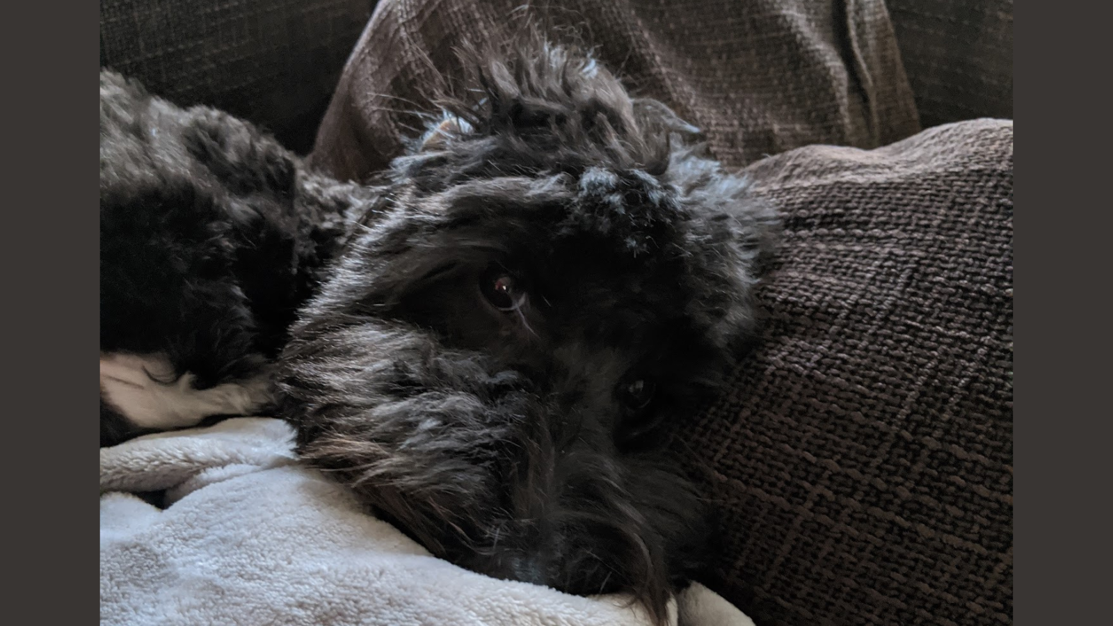 Photo of a dog on a couch