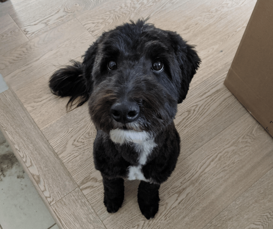 Dog looking into the camera